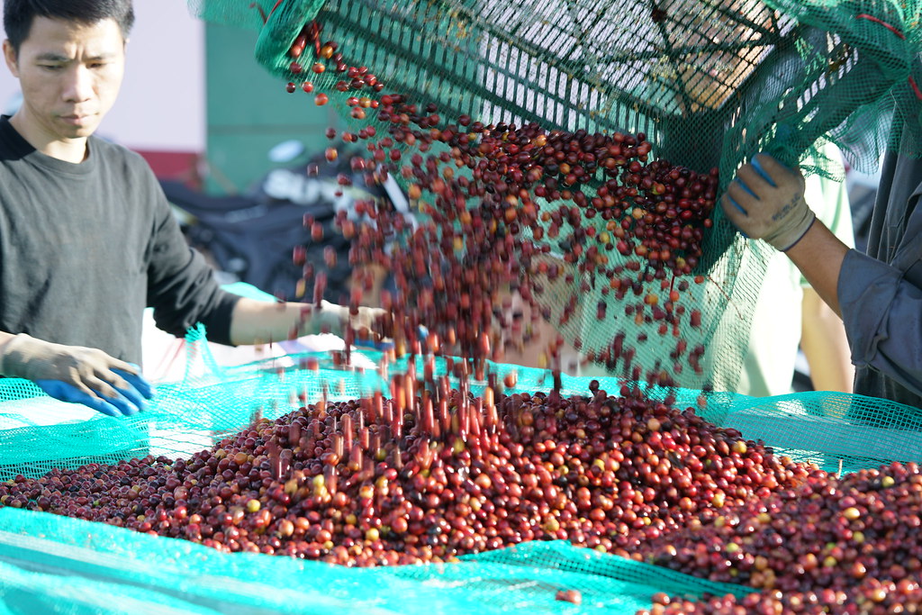 Cà phê Robusta chất lượng cao của Việt Nam bắt đầu được thị trường cà phê toàn cầu chú ý nhờ hương vị đặc biệt, nhất là dòng Fine Robusta