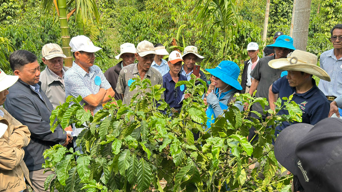 Aeroco Coffee mở không gian nông trại cho du khách trải nghiệm trọn vẹn hành trình từ canh tác, thu hái, sơ chế đến rang mộc, qua đó khám phá những giá trị phía sau mỗi ly cà phê.