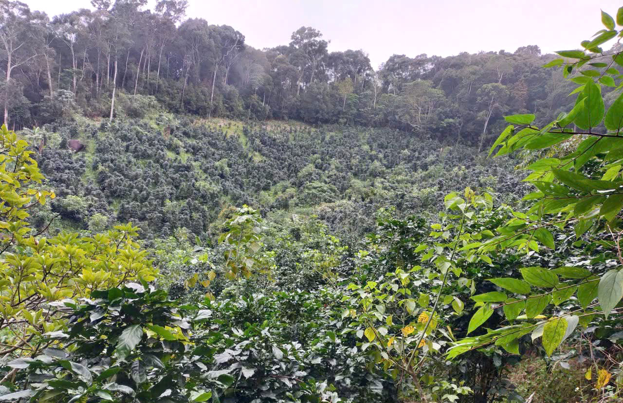 Lớp thảm thực vật, chất hữu cơ và hệ vi sinh vật phong phú tại Aeroco Farm tạo nên một hệ sinh thái đất khỏe mạnh, giúp cây cà phê hấp thụ dinh dưỡng hiệu quả và hình thành những đặc tính hương vị đặc trưng.