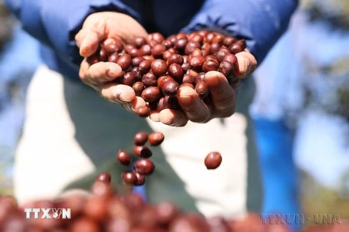 Cà phê đặc sản của trang trại Aeroco Coffee (Đắk Lắk) đã có mặt ở thị trường các nước châu Âu và Canada... (Ảnh: TTXVN)
