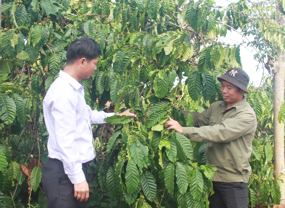 Liên kết chuỗi giá trị cà phê Việt Nam chất lượng cao