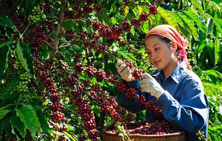 Liên kết chuỗi giá trị cà phê Việt Nam chất lượng cao