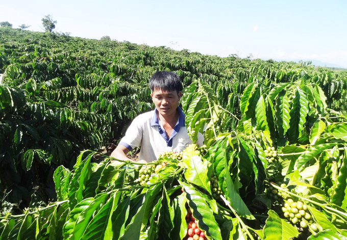 Kể chuyện về cà phê Việt Nam chất lượng cao với thế giới
