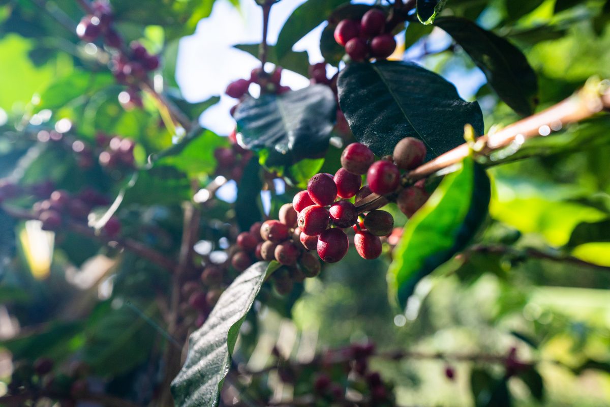 Khám phá các dòng hạt cà phê Arabica chất lượng ở Việt Nam