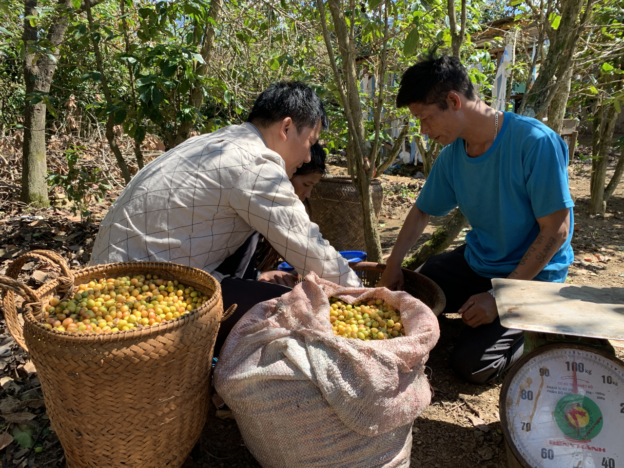Khám phá các dòng hạt cà phê Arabica chất lượng ở Việt Nam