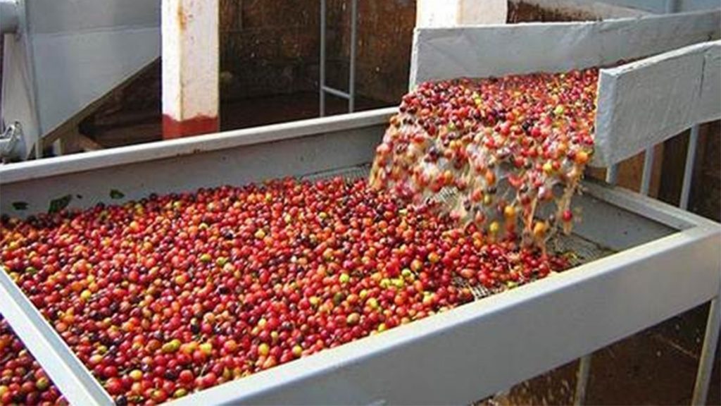 Quy trình chế biến hạt cà phê diễn ra như thế nào?