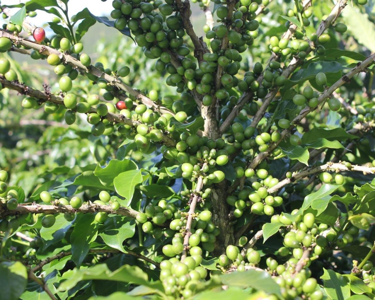 Các loại cà phê Arabica đang có mặt tại Việt Nam