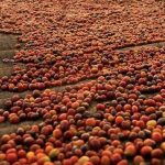 Các phương pháp sơ chế cà phê