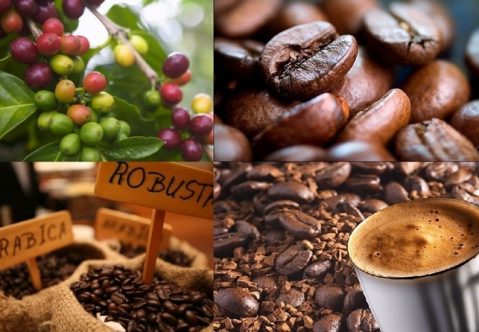 Cà phê hữu cơ và cà phê thường có gì khác nhau?