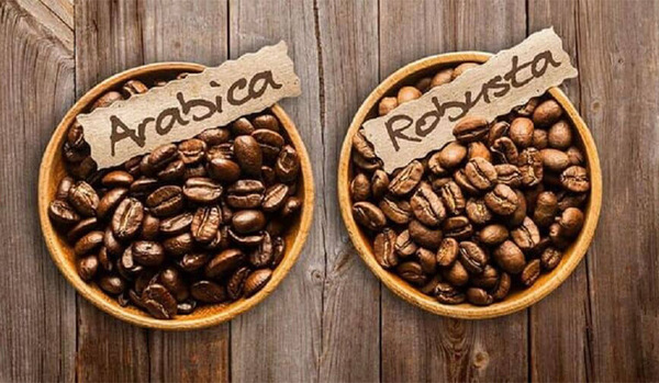 So sánh cà phê chè và cà phê vối