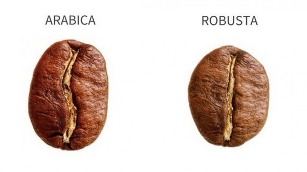 So sánh cà phê chè và cà phê vối
