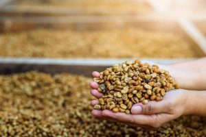 Tại sao cà phê có vị chua?