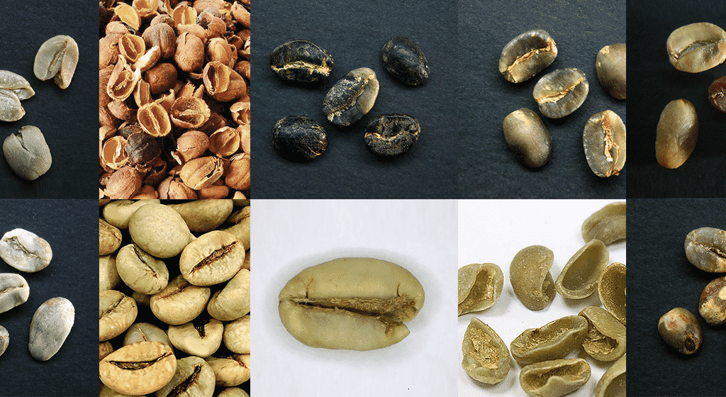 Nhận diện và tránh lỗi hạt cà phê nhân xanh – AEROCO COFFEE - Cà phê đặc  sản từ nông trại