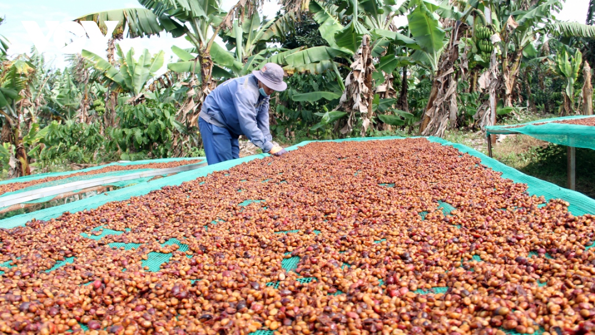 Đắk Lắk bảo đảm tỷ lệ cà phê được hái chín trên 85%