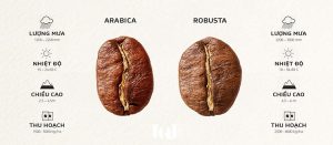Phân biệt hạt cà phê Robusta và Arabica