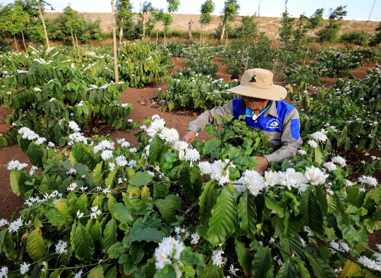 Ngành cà phê Việt Nam đang thực hiện phát triển chuỗi cung ứng cà phê từ người nông dân đến nhà rang xay theo tư duy kinh tế liên kết, hợp tác. Ảnh: Nhật Anh