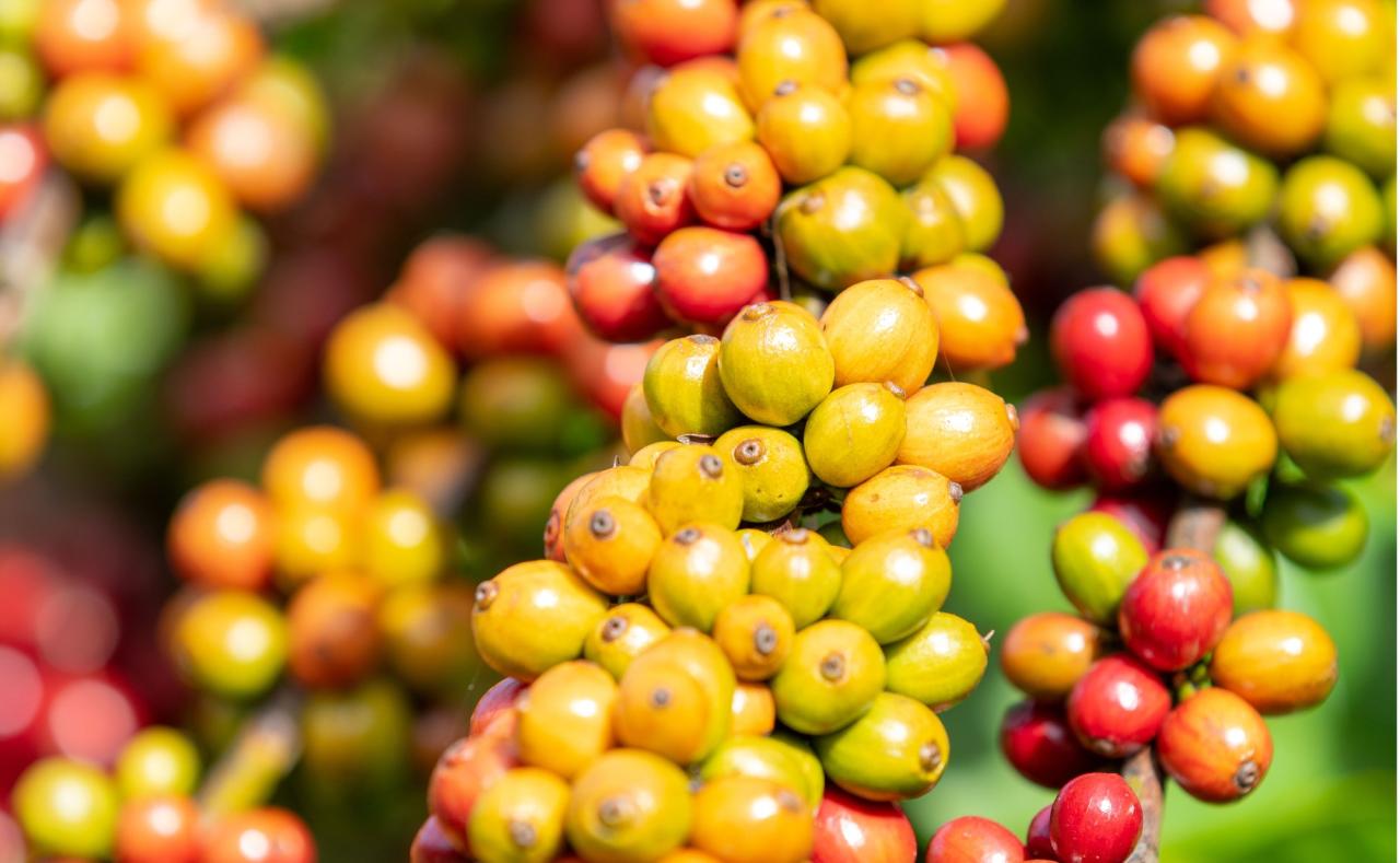 Đắk Lắk là vùng đất của những vườn cà phê bạt ngàn với hoa cà phê trắng muốt vào mỗi đợt tháng 3 và đỏ rực trái cà phê chín mọng trĩu cành vào vụ thu hoạch. Những hạt cà phê Robusta nơi đây có phẩm chất khác biệt nhờ sinh trưởng trên đất đỏ bazan 160 triệu năm, tưới nước sông Sêrêpok, K'rông Ana, K'rông Nô... và tâm huyết của người dân vùng đất Buôn Ma Thuột. Ảnh: Trọng Chính