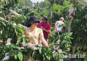 Du khách chụp ảnh trong vườn cà phê của Trang trại cà phê Aeroco. Ảnh: Minh Thuận