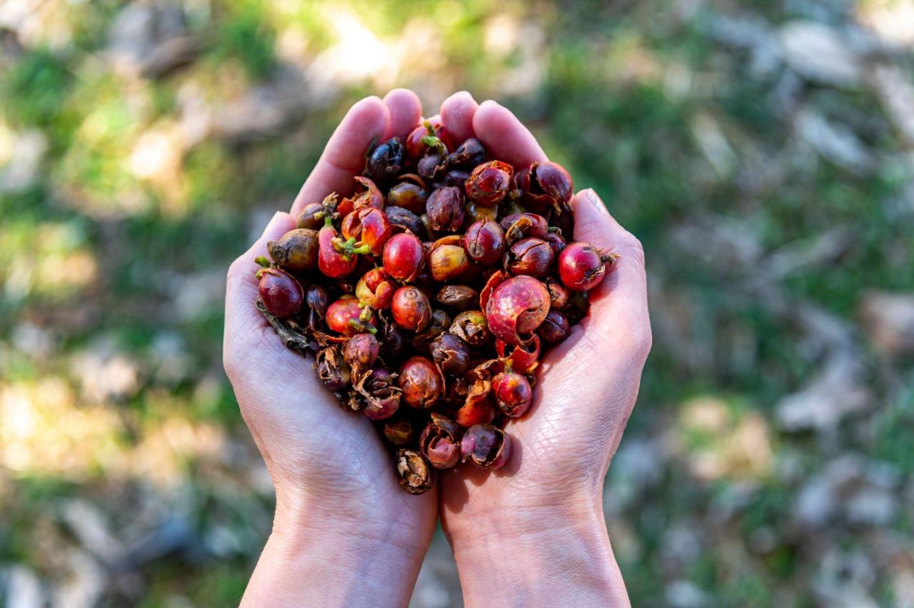 Cách thưởng thức Cascara: Nguồn gốc, cách pha chế đến những lợi ích sức khỏe