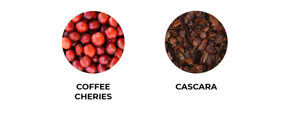 Cách thưởng thức Cascara: Nguồn gốc, cách pha chế đến những lợi ích sức khỏe Cách thưởng thức Cascara: Nguồn gốc, cách pha chế đến những lợi ích sức khỏe