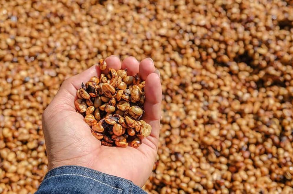 Phương pháp chế biến cà phê Honey là gì? Có gì đặc biệt? Phương pháp chế biến cà phê Honey là gì? Có gì đặc biệt?