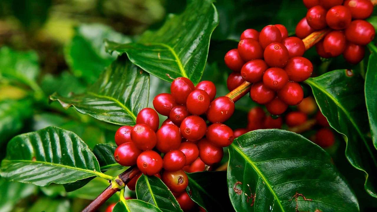 Vì sao chỉ có cà phê Arabica đạt chuẩn Specialty Coffee? Vì sao chỉ có cà phê Arabica đạt chuẩn Specialty Coffee?