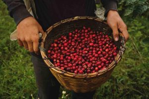 Vì sao chỉ có cà phê Arabica đạt chuẩn Specialty Coffee?