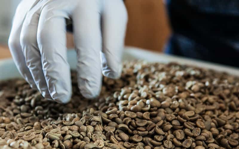 Vì sao chỉ có cà phê Arabica đạt chuẩn Specialty Coffee? Vì sao chỉ có cà phê Arabica đạt chuẩn Specialty Coffee?