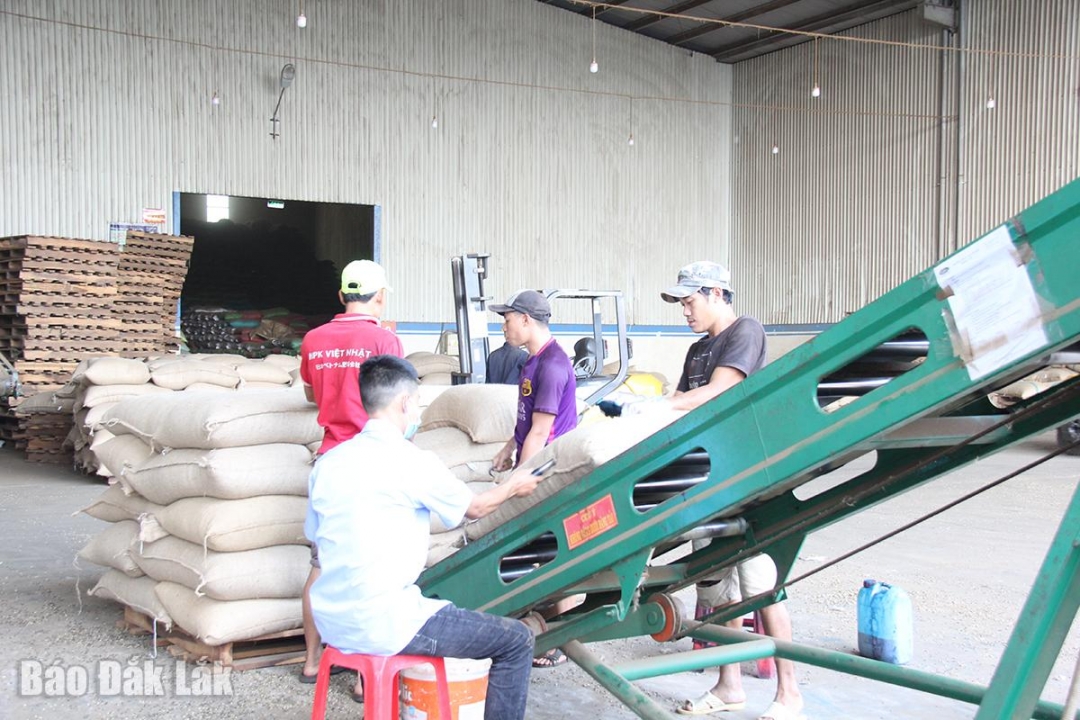 Ngành hàng cà phê trước viễn cảnh thuế đối ứng từ Hoa Kỳ: Sẵn sàng thích ứng Tập kết hàng xuất khẩu tại một doanh nghiệp cà phê trên địa bàn tỉnh Đắk Lắk