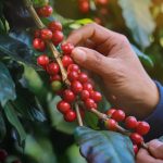 Cà phê - hành trình từ tu viện đến thức uống toàn cầu