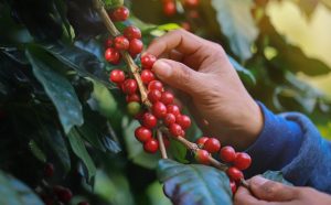 Cà phê - hành trình từ tu viện đến thức uống toàn cầu