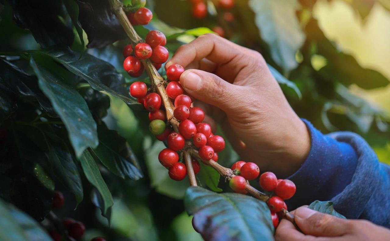 Cà phê - hành trình từ tu viện đến thức uống toàn cầu