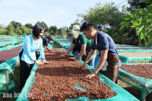 Ngành cà phê thiếu hụt nhân lực chất lượng cao