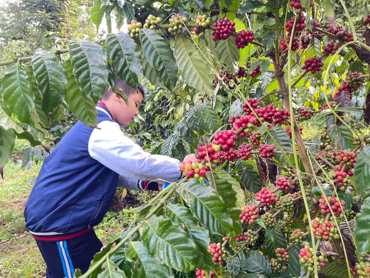 Buổi học đặc biệt của học sinh Đắk Lắk giữa mùa cà phê chín