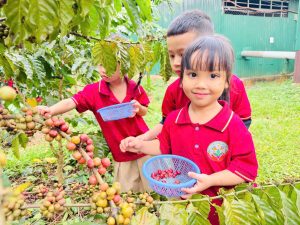 Buổi học đặc biệt của học sinh Đắk Lắk giữa mùa cà phê chín