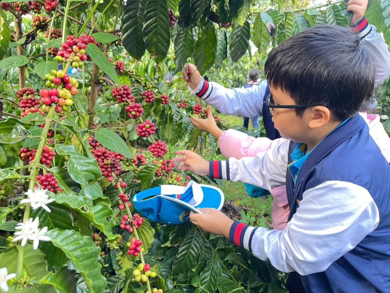 Buổi học đặc biệt của học sinh Đắk Lắk giữa mùa cà phê chín