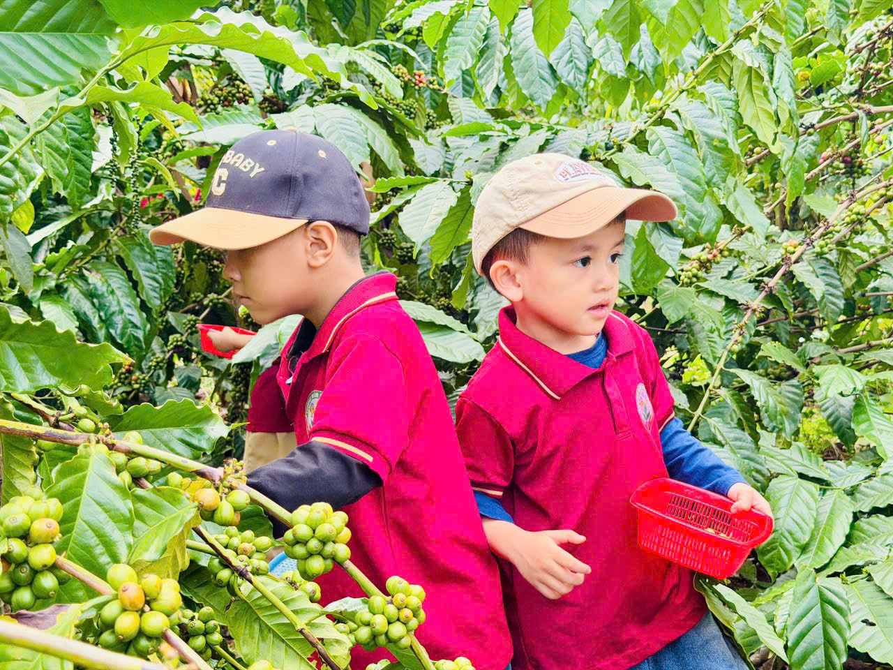 Buổi học đặc biệt của học sinh Đắk Lắk giữa mùa cà phê chín