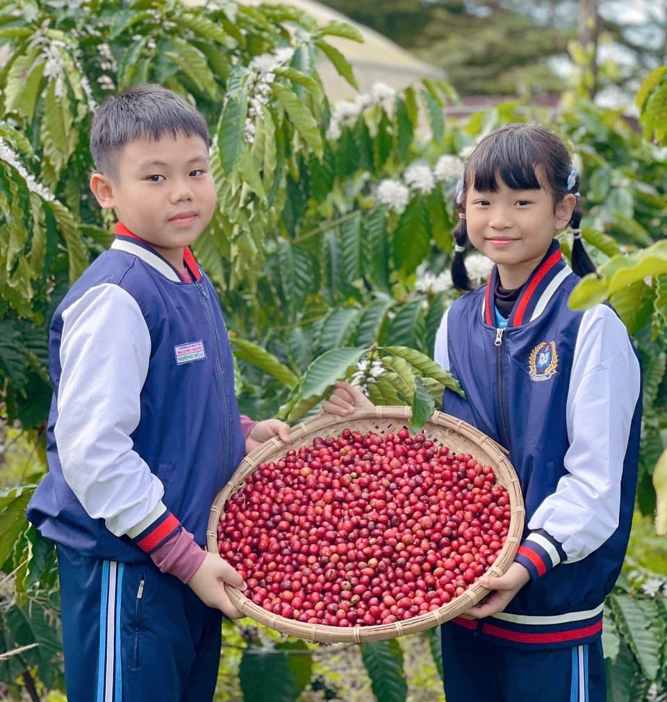 Buổi học đặc biệt của học sinh Đắk Lắk giữa mùa cà phê chín