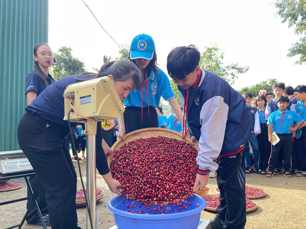 Buổi học đặc biệt của học sinh Đắk Lắk giữa mùa cà phê chín