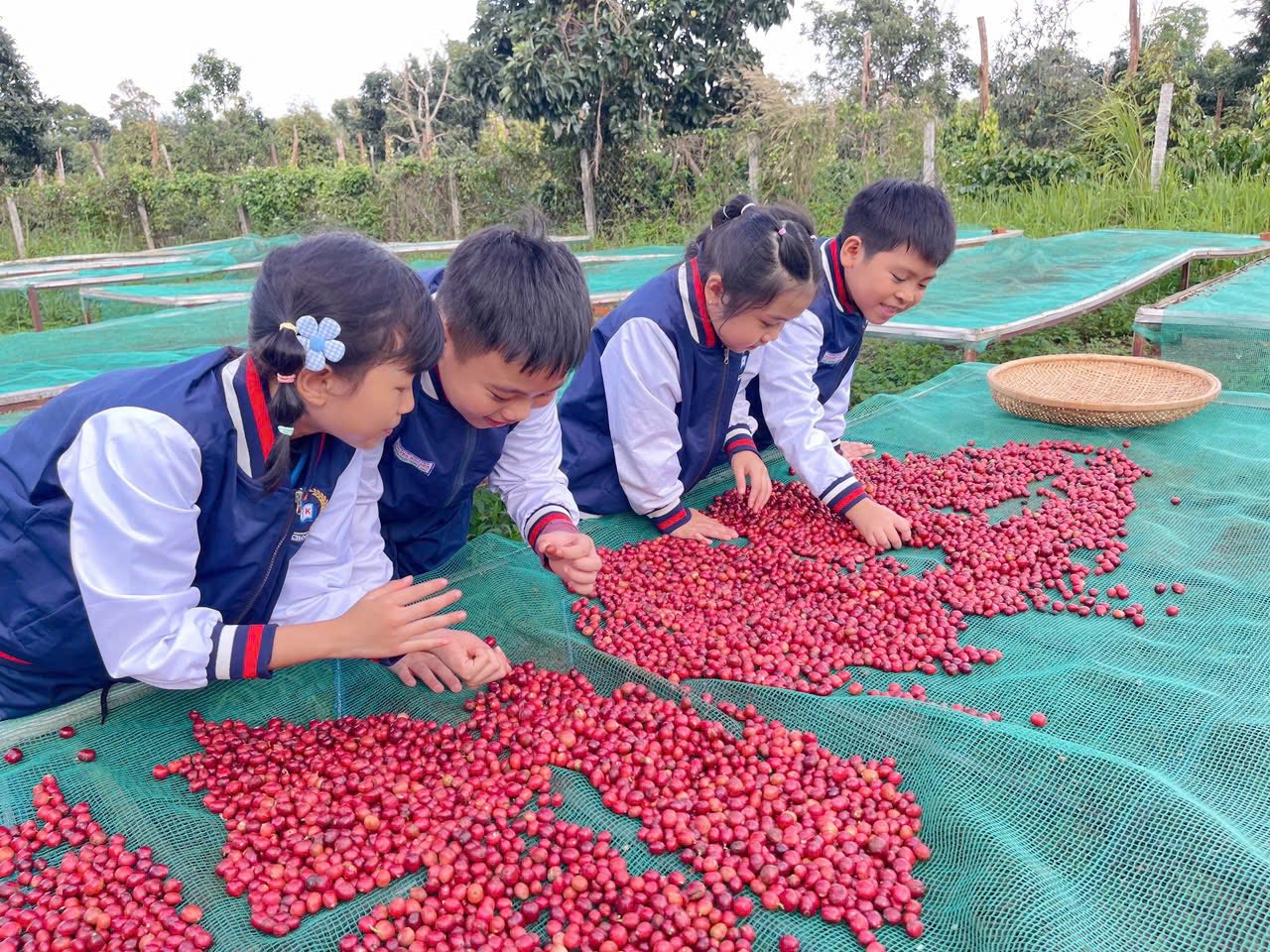 Buổi học đặc biệt của học sinh Đắk Lắk giữa mùa cà phê chín