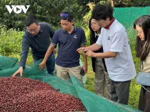 Cà phê Robusta đặc sản Việt Nam bước vào năm mới với niềm tin và khát vọng vươn xa