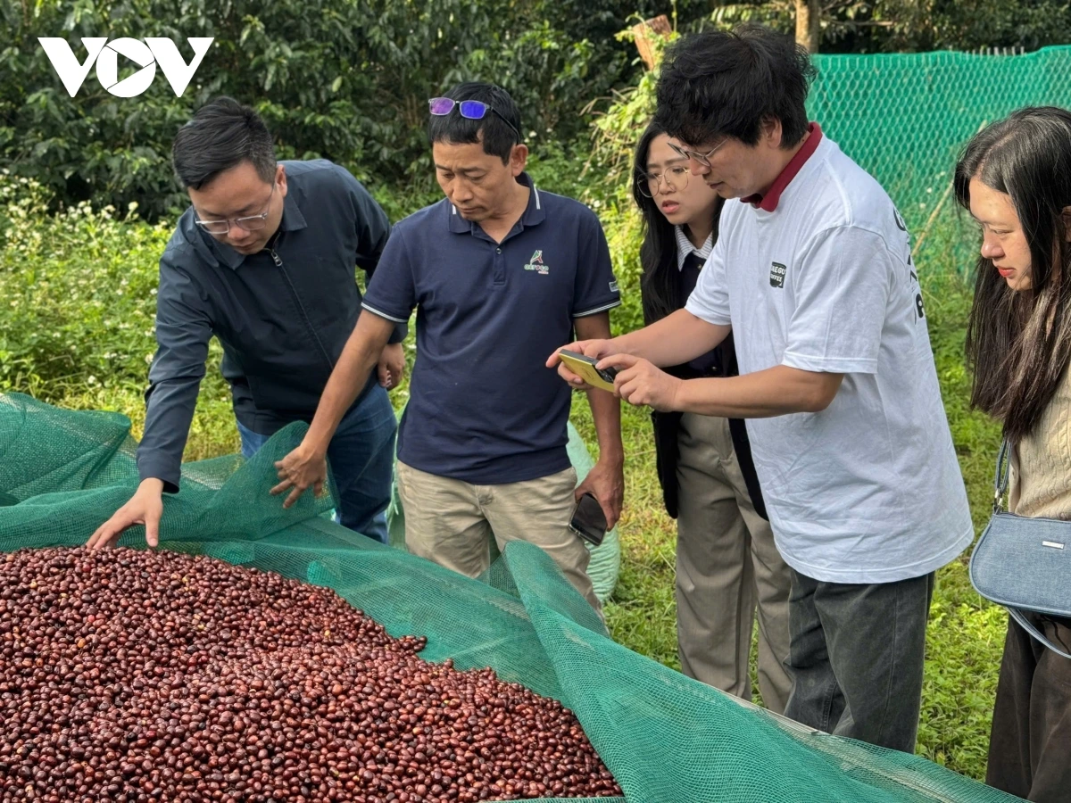 Cà phê Robusta đặc sản Việt Nam bước vào năm mới với niềm tin và khát vọng vươn xa