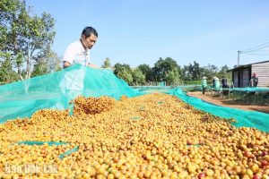 Cà phê Robusta Việt Nam: Từ “con cừu đen” thành cà phê đặc sản