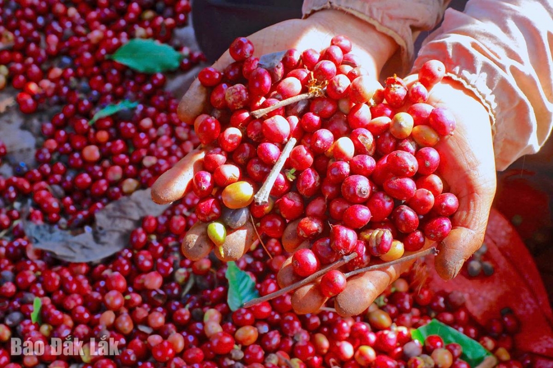 Cà phê Robusta Việt Nam: Từ “con cừu đen” thành cà phê đặc sản Cà phê Robusta Việt Nam: Từ “con cừu đen” thành cà phê đặc sản