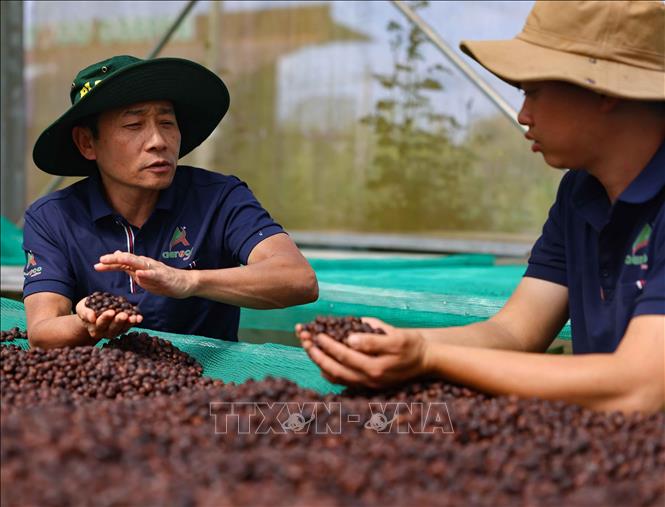 Cà phê Việt trong kỷ nguyên năng lực định vị giá trị Cà phê Việt trong kỷ nguyên năng lực định vị giá trị