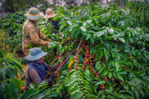 “Hộ chiếu” để cà phê Việt đi xa trong chuỗi giá trị xuất khẩu