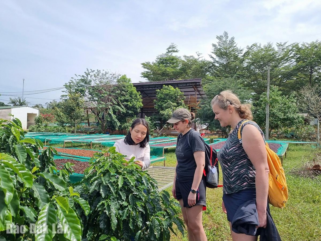 Hương vị Ban Mê - Trăm năm còn đọng trong giọt cà phê Hương vị Ban Mê - Trăm năm còn đọng trong giọt cà phê