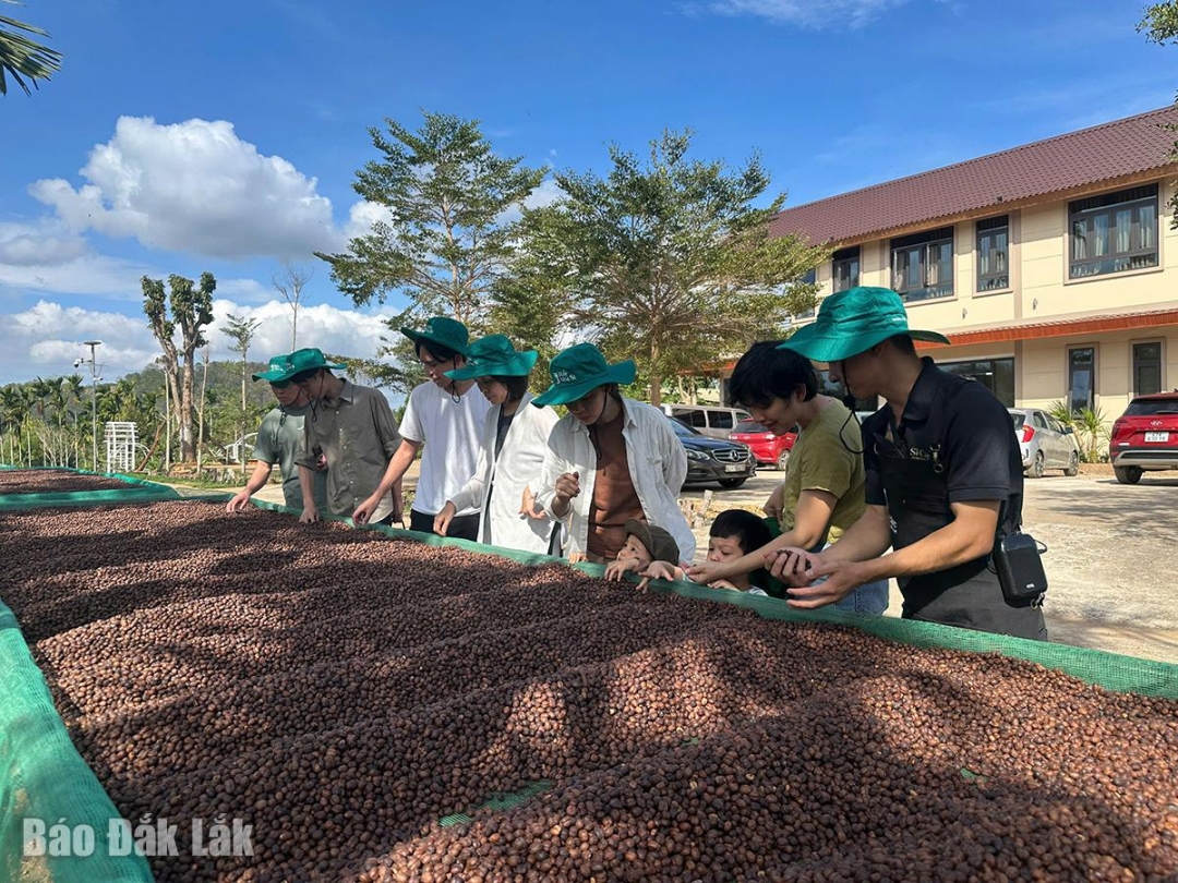 Hương vị Ban Mê - Trăm năm còn đọng trong giọt cà phê Hương vị Ban Mê - Trăm năm còn đọng trong giọt cà phê