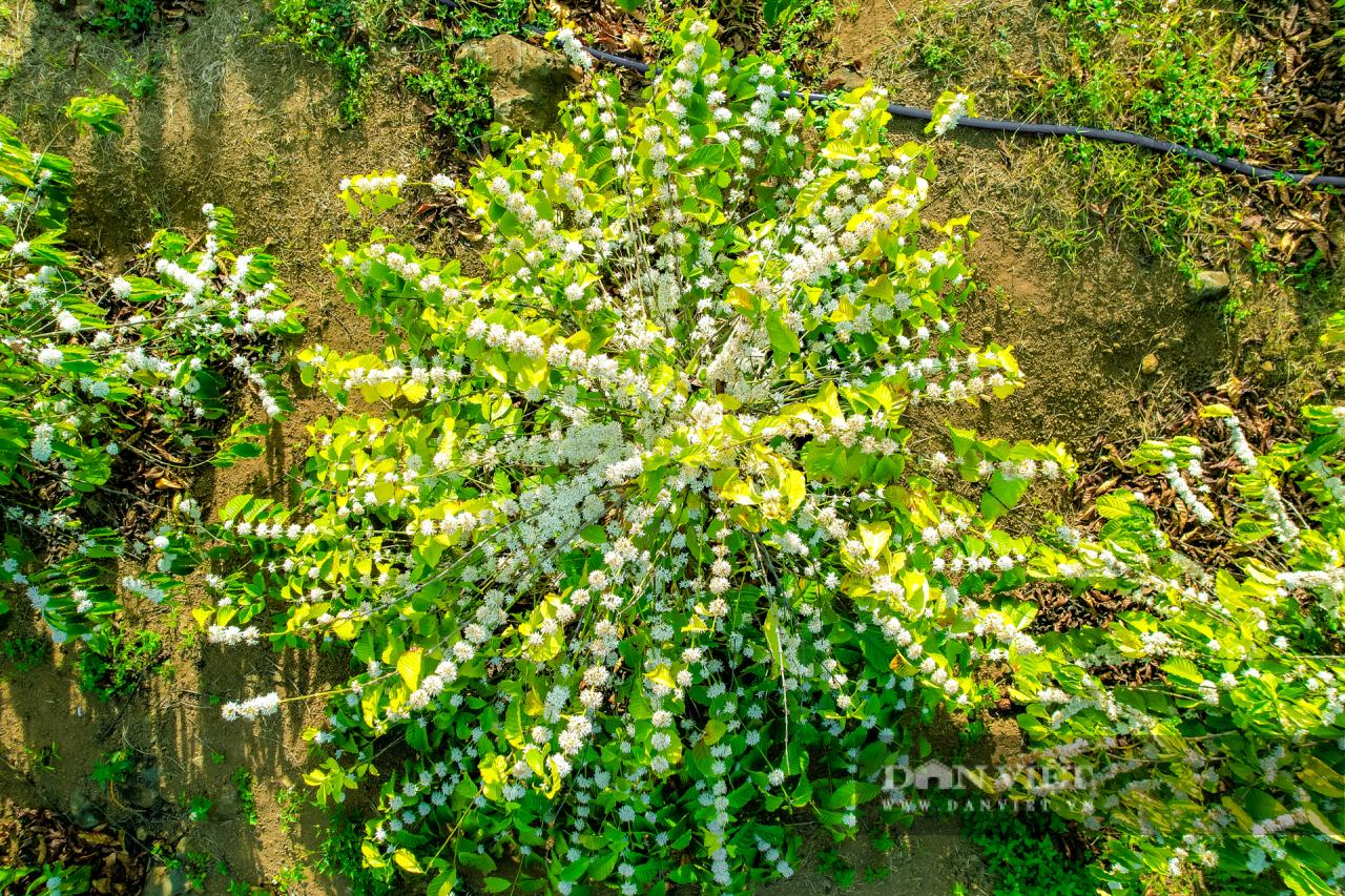 Mùa hoa cà phê ở Đắk Lắk đẹp như phim tại trang trại Aeroco