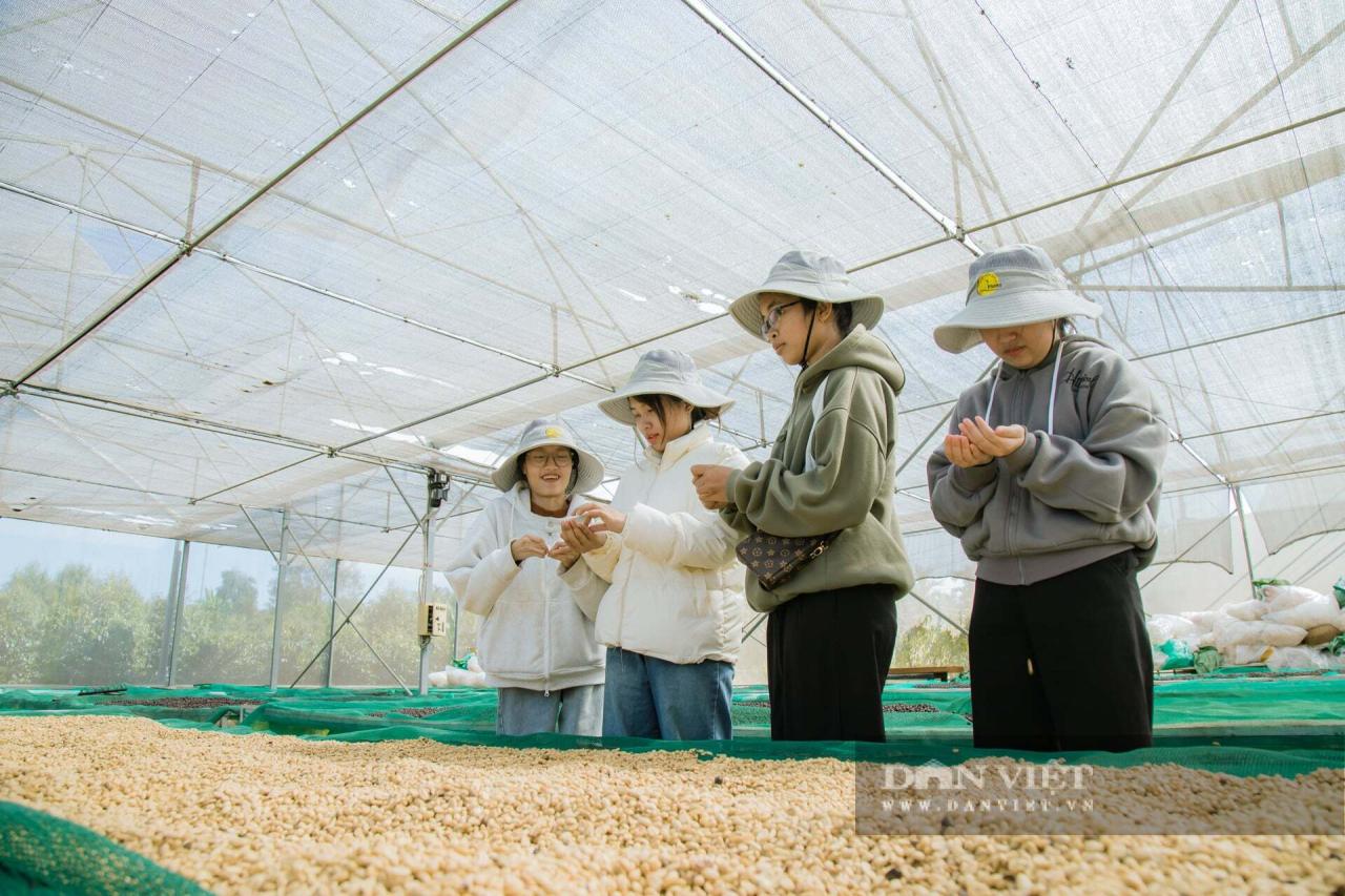 Mùa hoa cà phê ở Đắk Lắk đẹp như phim tại trang trại Aeroco